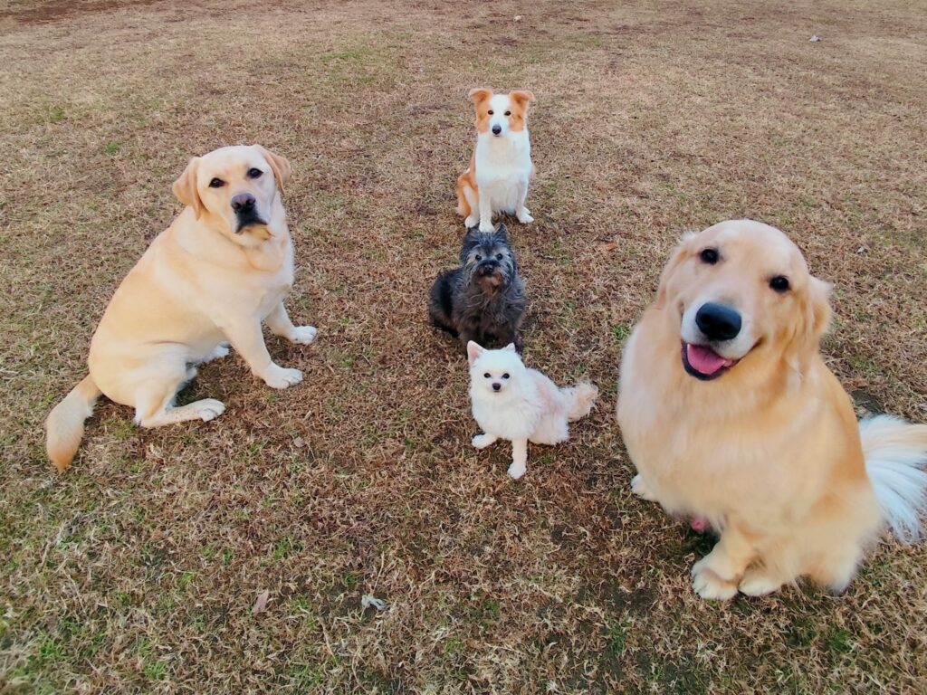 Dogschool-B.P.でトレーニングしているコは芝生の上で落ち着いて指示を待っていてくれます